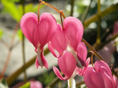 Bleeding heart clipart