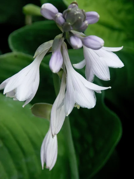 Hosta çiçek — Stok fotoğraf