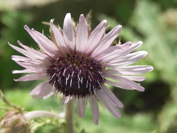 Berkheya-Blume — Stockfoto