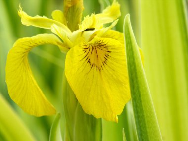 vahşi sarı iris