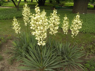 Yucca in the park clipart