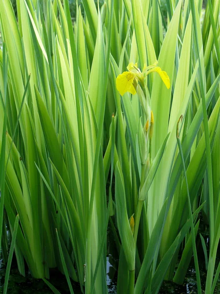Wild yellow iris — Stock Photo, Image