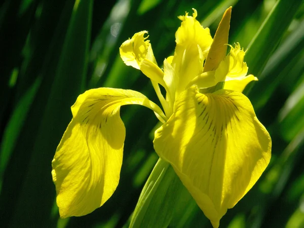 Wilde gelbe Schwertlilie — Stockfoto