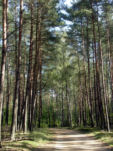 stock image Forest