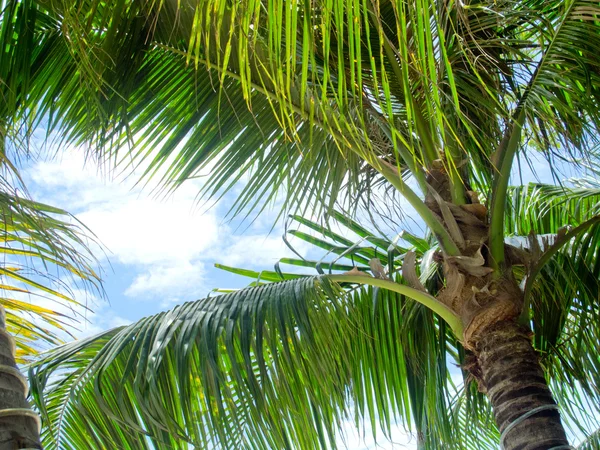 stock image Coconut tree