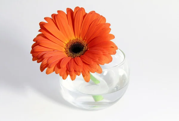 Flower in a cup — Stock Photo, Image
