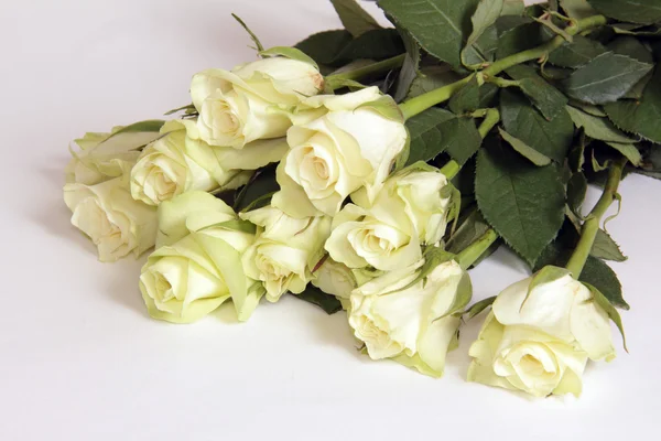 Одиннадцать роз — Stock Photo, Image