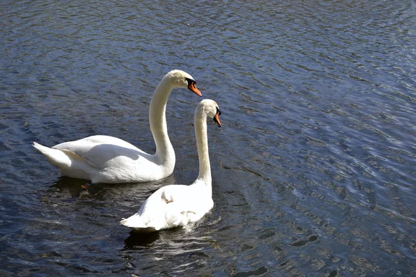 stock image Two swans