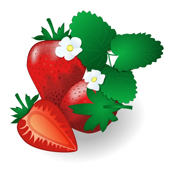 Passion red strawberries, with leaves and flowers — Stock Vector