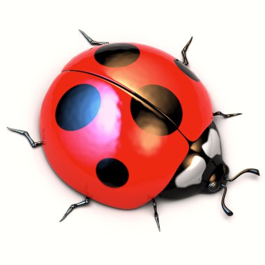 Beyaz arka plan üzerinde izole ladybird.