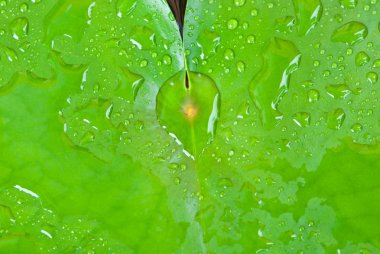 lotus yaprağı üzerinde yağmur damlası