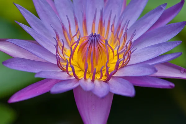 stock image Bloomed purple water lily