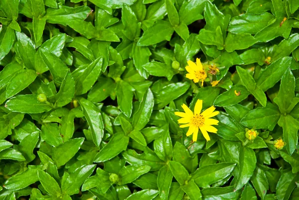 stock image Yellow garden flower on grass