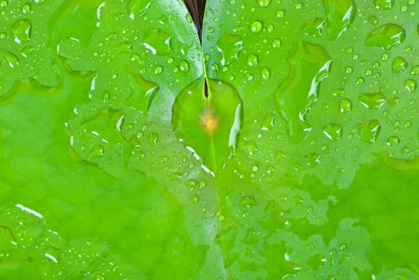 Gota de lluvia sobre la hoja de loto — Foto de Stock