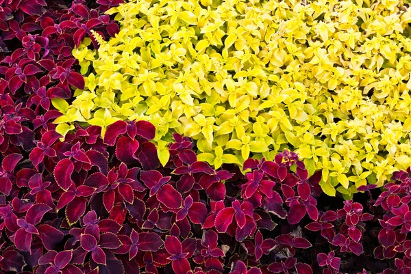 stock image Pink and yellow garden flower