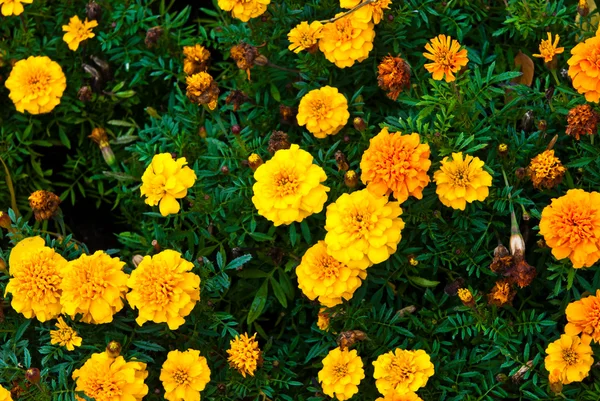 Žlutá zahrada květina na trávě — Stock fotografie