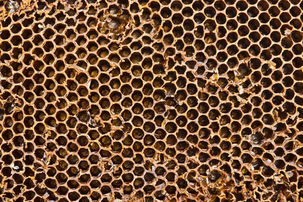 Nahaufnahme von Honigwaben an einem sonnigen Tag — Stockfoto