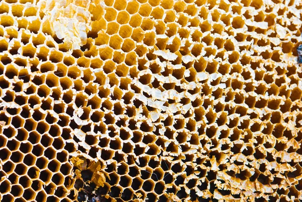 화창한 날에 꿀 빗의 근접 촬영 — 스톡 사진