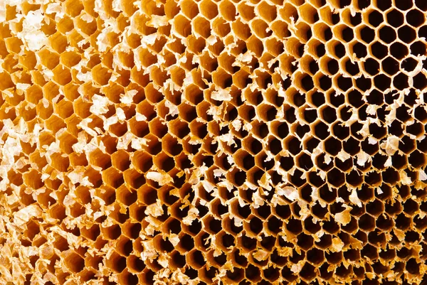 Closeup of honey comb on a sunny day — Stock Photo, Image