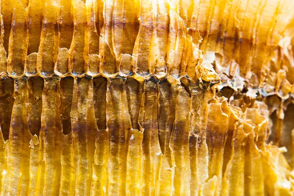 Closeup της πλευράς του μέλι χτένα σε μια ηλιόλουστη ημέρα — Φωτογραφία Αρχείου