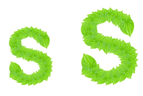 English alphabet made from green leafs — Stock Photo, Image