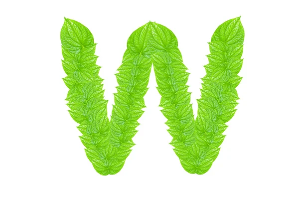 Alphabet anglais à partir de feuilles vertes — Photo