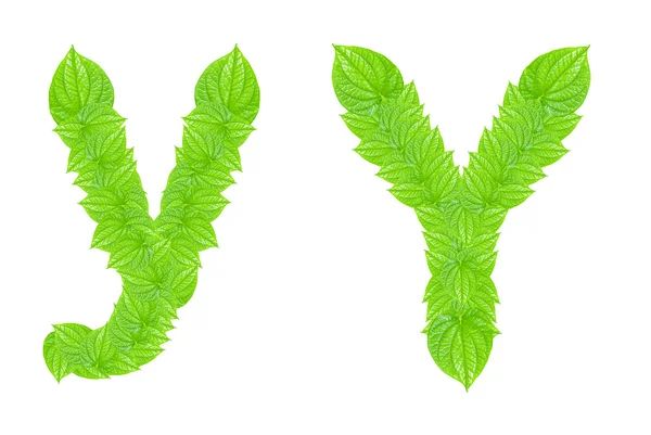 Alfabeto inglês feito de folhas verdes — Fotografia de Stock
