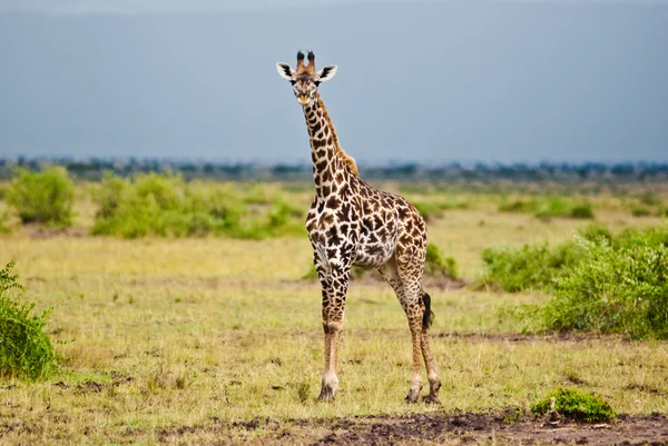 Sexig giraff poserar — Stockfoto
