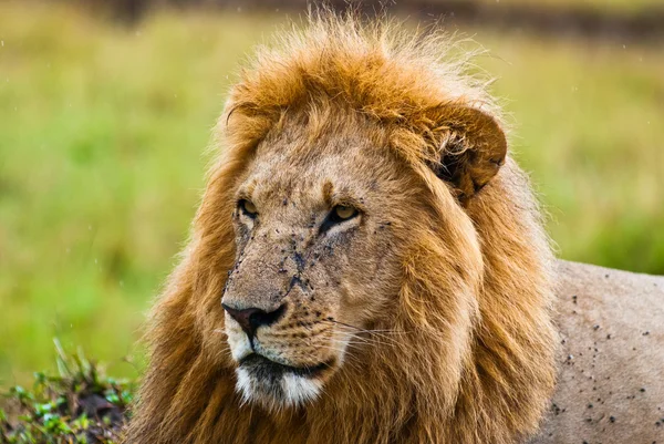 stock image Male lion looking forward