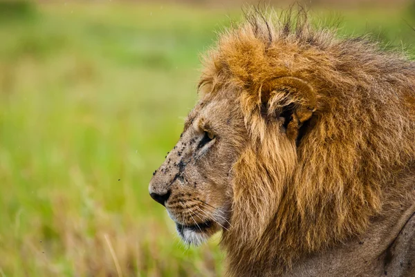 stock image Male lion looking sideway