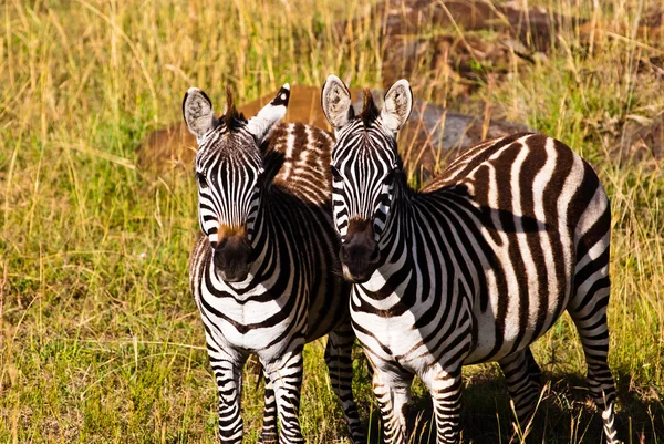 stock image A couple of zeabrs in the wild