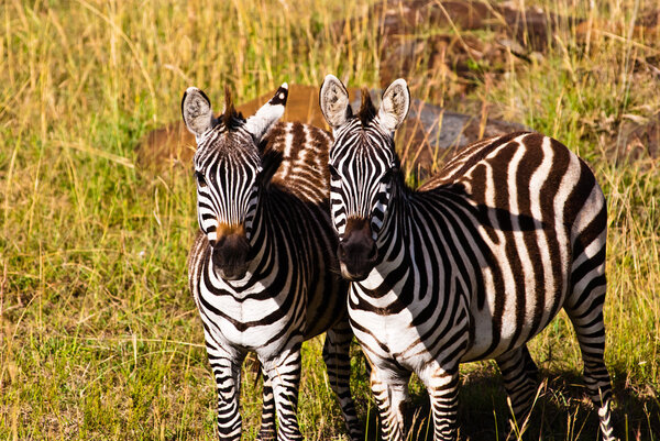 A couple of zeabrs in the wild. Taken on a cloudy day in Masai Mara National game park, Kenya.