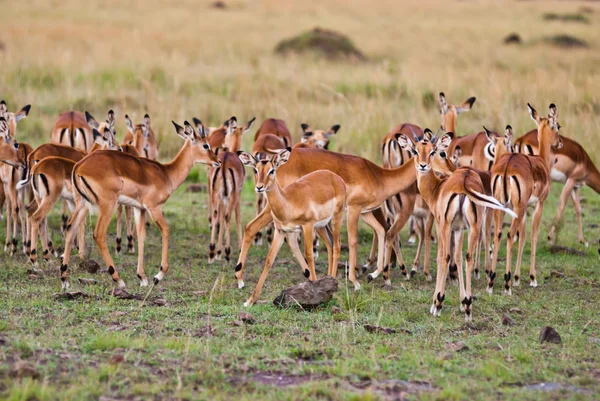Group of wild gazelle — Stock Photo, Image