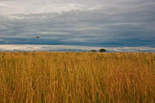 stock image Great plain of Masai Mara