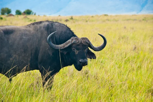 Дикий буйвол стоит лицом к лицу — стоковое фото