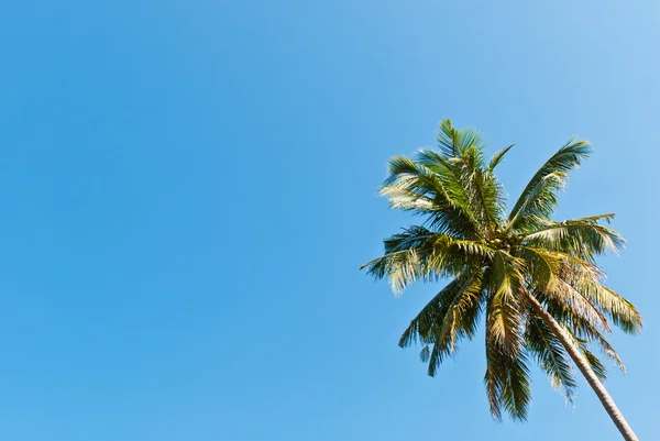 Coqueiro com o céu azul brilhante — Fotografia de Stock