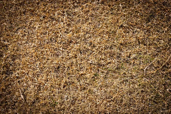 매우 마른 잔디 평면도에서 촬영 — 스톡 사진