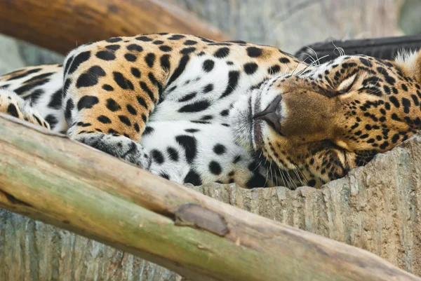 Vilda leopard — Stockfoto