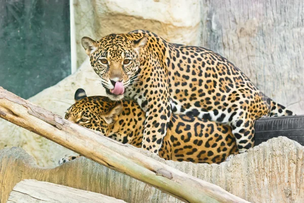 Leopardo salvaje — Foto de Stock