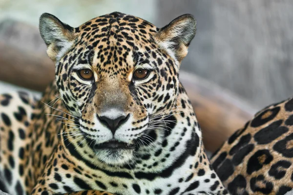 Wild leopard — Stock Photo, Image