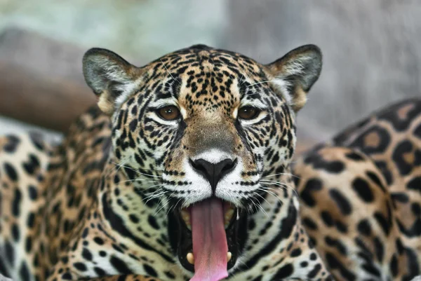 Άγρια leopard — Φωτογραφία Αρχείου