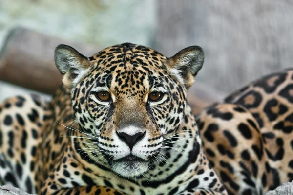 Wild Leopard — Stockfoto
