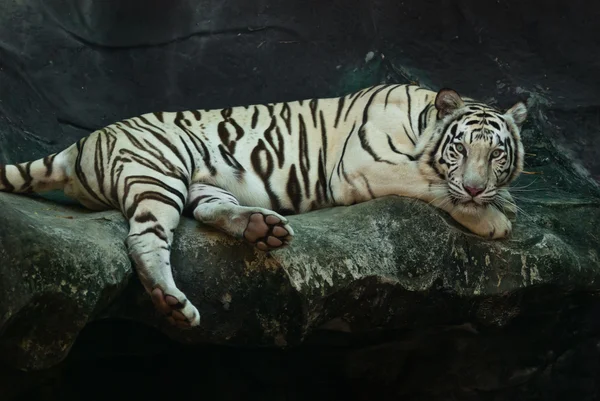 Weibchen wilder weißer Tiger aus Thailand — Stockfoto
