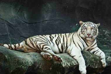 Female wild white tiger from Thailand clipart