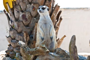 Meerkat clipart