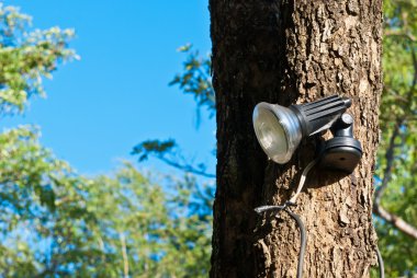 Small spot light on a large tree clipart