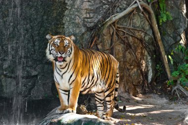 Female wild tiger from Thailand clipart