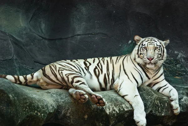 Kvinnliga vild vit tiger från thailand — Stockfoto