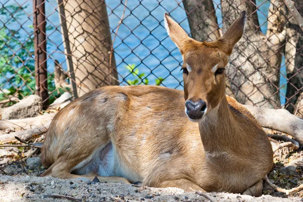 Wild eld or deer — Stock Photo, Image