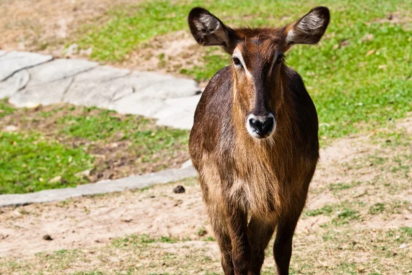 Wild antelope — Fotografie, imagine de stoc